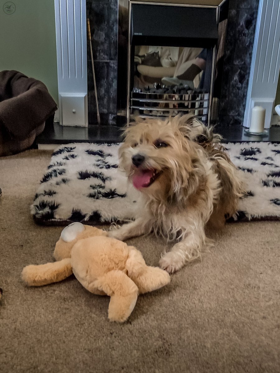 CumbriaSkyscape's tweet photo. Dusty Dog

Meet Dusty, collected today from Eden Animal Rescue at Penrith 😁

20 minutes in the house and I think she is very happy to have a home again 😀

#doglovers #DogsofTwittter #dogsofinstagram #Dogsarefamily #dogsoflinkedin #dogsarefamily https://t.co/8Do2onicfY