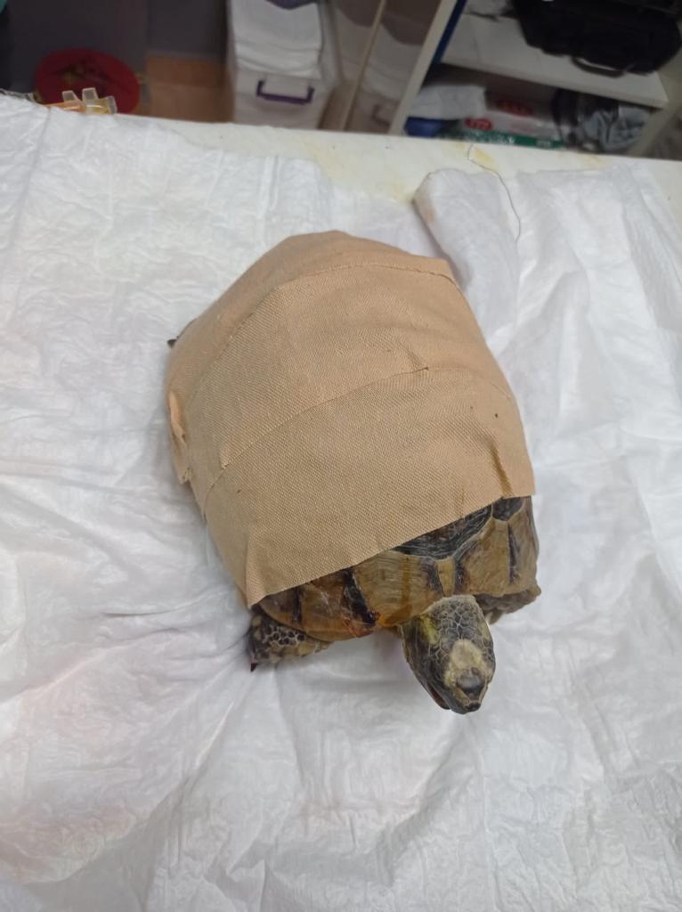 Hekim                   /             Hastası