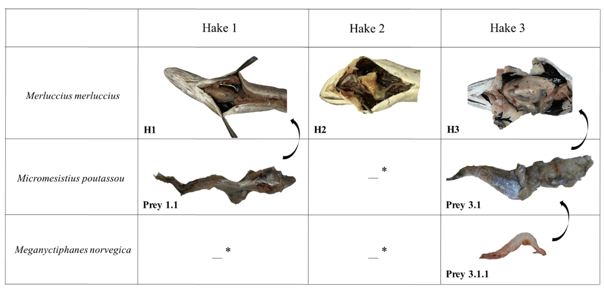 DiversityMDPI's tweet photo. 📣 2022 High Cited #Article from Diversity MDPI
"#Microplastics Risk into a Three-Link Food Chain Inside #European #Hake".  

📲: Alba Ardura and et. al.

🖱️:https://t.co/nswlxhu5pG
#fishs #ecology #biodiversity #chemicalhazard https://t.co/FVylKfkJyB