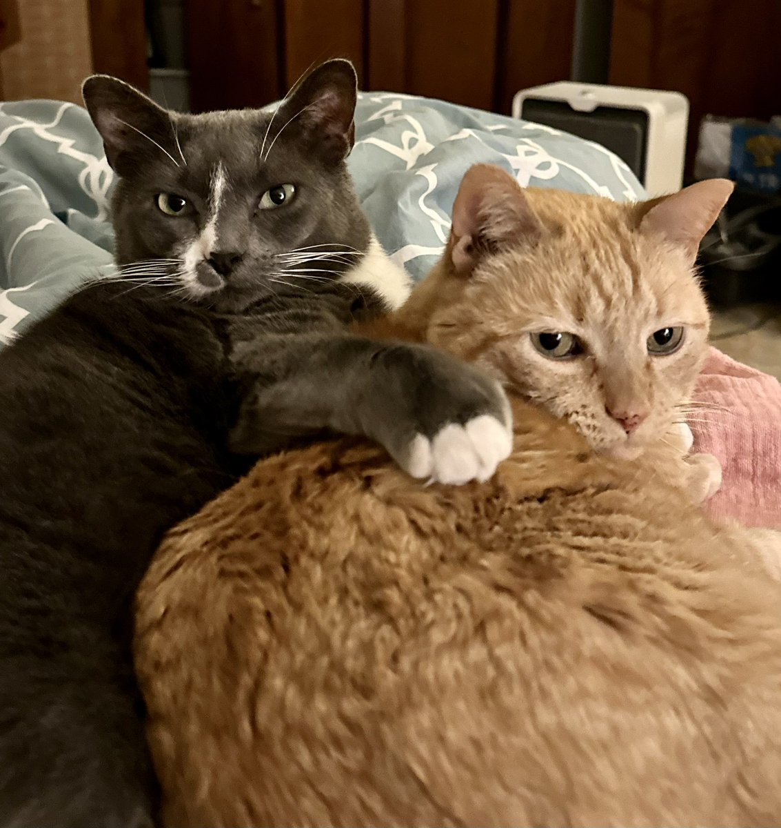 leighspara's tweet photo. @RebekahWriter Walter and Baby Meow Meow-love https://t.co/NYKFYFMZ5X