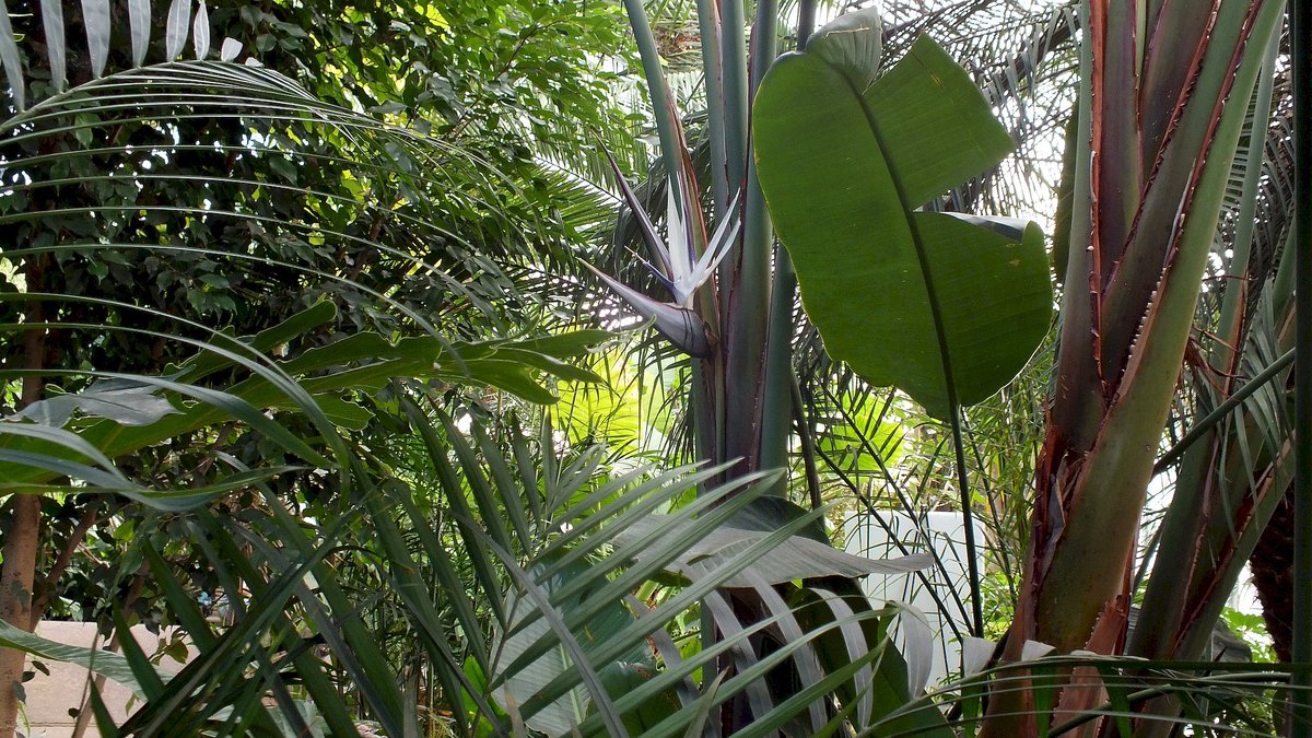 friendsTBcon's tweet photo. What a beautiful sunshiny #ThunderBay day to celebrate the Centennial Botanical Conservatory's 56th anniversary!
Photos courtesy Allen Nunn.
#HappyAnniversary #TBay #BotanicalConservatory https://t.co/Oob5kHbNj8