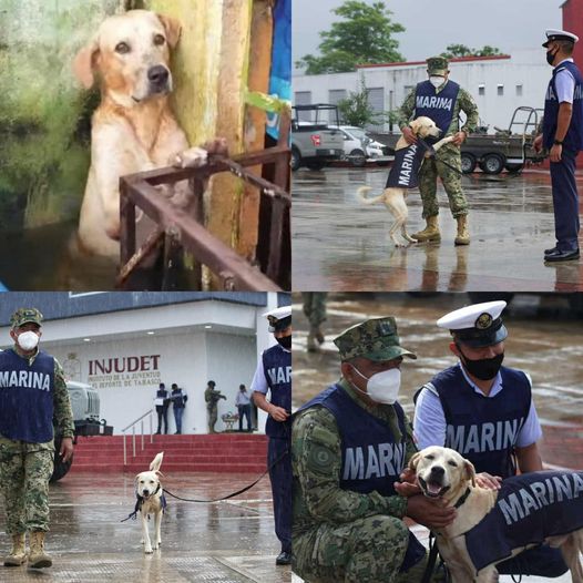 _XDogs's tweet photo. THE BEST THING YOU WILL READ! 🥰🐶
A street dog was rescued during the flooding in Tabasco, Mexico. When they arrived for him, he was scared and afraid. He had no family and lived on the street, no food. Now, the Navy has decided to adopt him and train him to be a rescue dog. https://t.co/z5pWgRHPu5