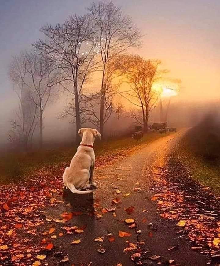 Such short little lives our pets have to spend with us, and they spend most of it waiting for us to come home each day.  ~  W. Bruce Cameron

#quoteoftheday #quote #life #love #loyalty #dog #pets #dogs #doglover #Love #quotesaboutlife 
#quotes #dogs #cats #pet