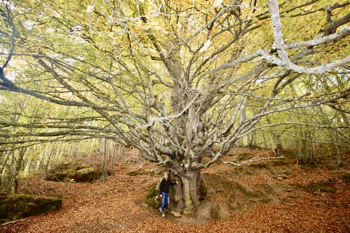 viaheroconh's tweet photo. Si estos días estáis por Burgos o alrededores, ES EL MOMENTO para disfrutar del Haya de Turrientes: 😍 el árbol más bonito de España (al menos en otoño 🍂) 

https://t.co/8H31x1b0aU https://t.co/ldv62tzy9Z