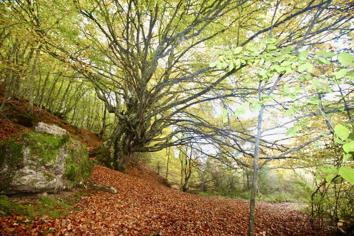 viaheroconh's tweet photo. Si estos días estáis por Burgos o alrededores, ES EL MOMENTO para disfrutar del Haya de Turrientes: 😍 el árbol más bonito de España (al menos en otoño 🍂) 

https://t.co/8H31x1b0aU https://t.co/ldv62tzy9Z