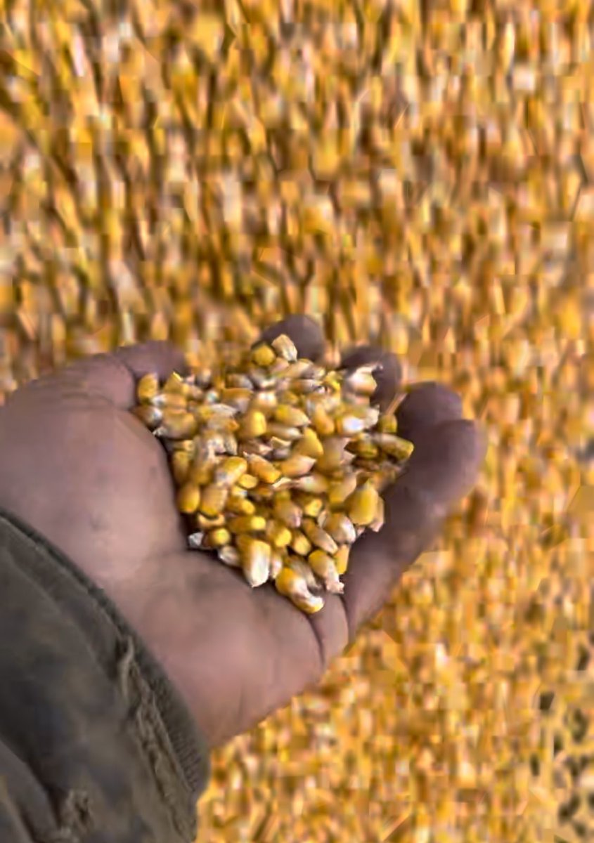 Finally combined our corn, almost dry 
175 bushel per acre , not bad for northern Alberta!
<a href="/CornRanches/">Rodger Hovde</a> <a href="/PioneerSeedsCA/">Pioneer Seeds Canada</a> 
<a href="/samcosystem/">SAMCO System</a> <a href="/aarsend/">Dan</a>