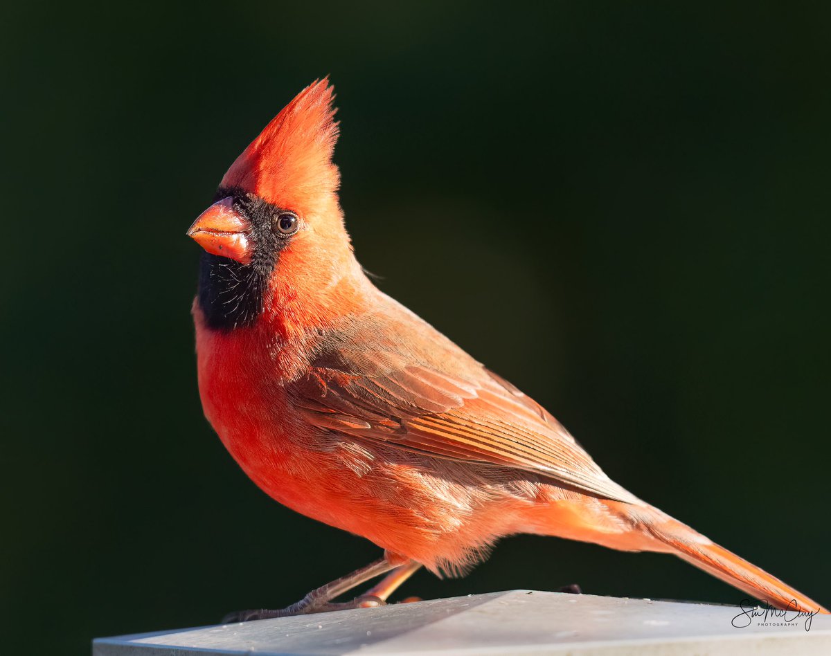 Cardinal came by for a portrait. Of course I obliged. This is a fully mature adult male. Beak wear is a good indication of age, at least two years old unless he’s been eating rocks.