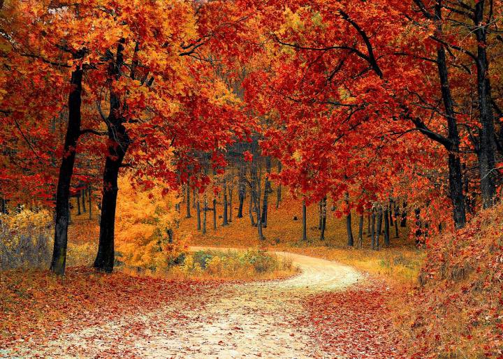 🍂 | As the winter season approaches the Kestriez community would love to thank everyone who has stuck with us! So thank you to all who have contributed to this family, while we wait excitedly for our release we hope you join our communications server for updates and sneak-peeks!