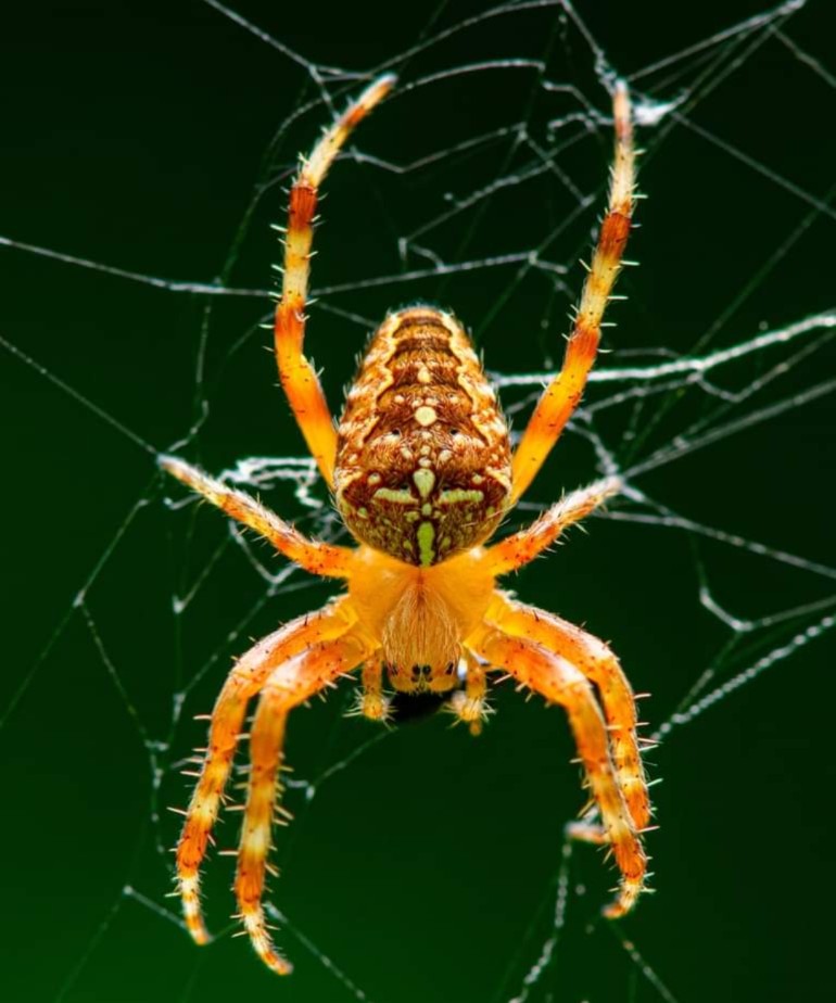 "What if the spider you killed in your home had spent his entire life thinking that you were his room-mate?"