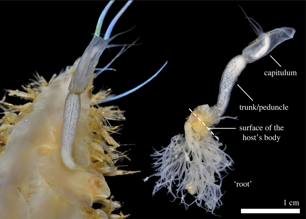 New #BiologyLetters paper presents evidence that the rare scale-worm parasite barnacle, #Rhizolepas, is positioned within #Octolasmis – a genus exclusively commensal on animals. Read From commensalism to parasitism within a genus-level clade of #barnacles ow.ly/k2zh50P3UY2