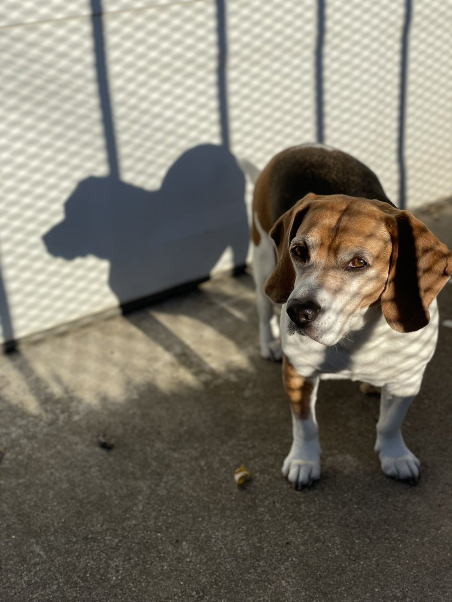 Hi friends!  🐶💕 #beagle  #beaglesoftwitter #dogs #dogdays