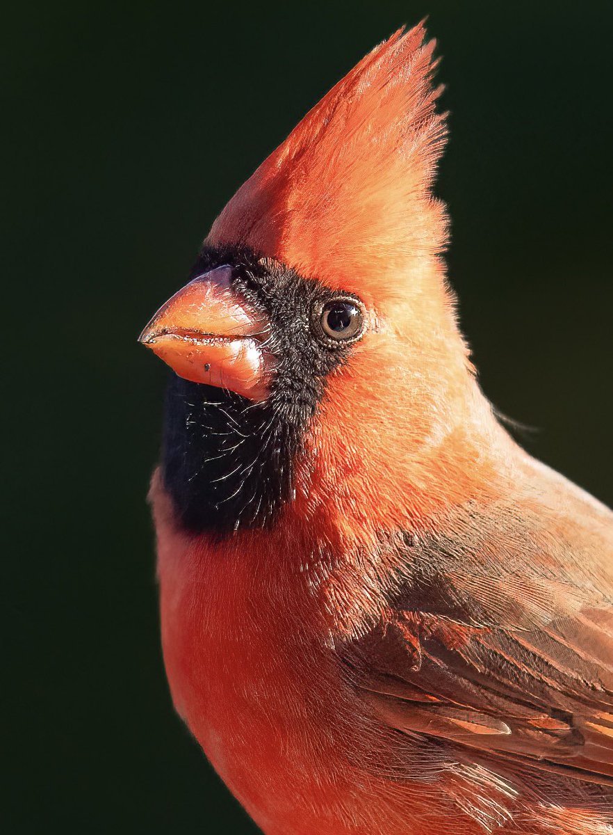 Thought he deserved a proper portrait crop.