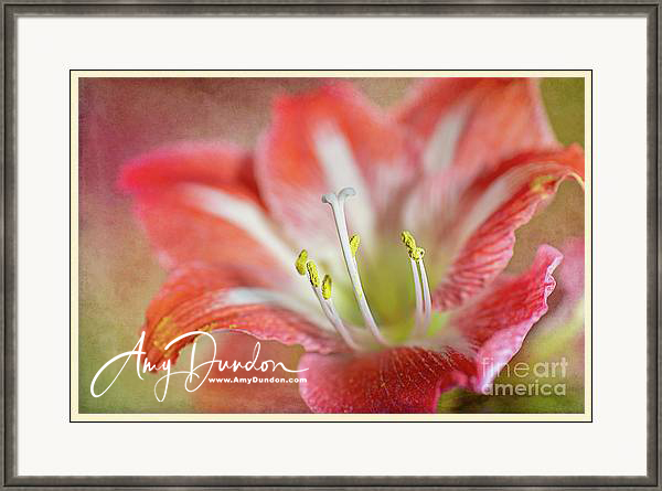 amy_dundon's tweet photo. Christmas Flower: features a beautiful amaryllis!
https://t.co/7hV1gr7nER
#amaryllis #pink #christmas #holiday #giftideas #holidaygifts #framedart #artforyourhome #prettyflower #JoyofGiving https://t.co/LSfaFeReKN