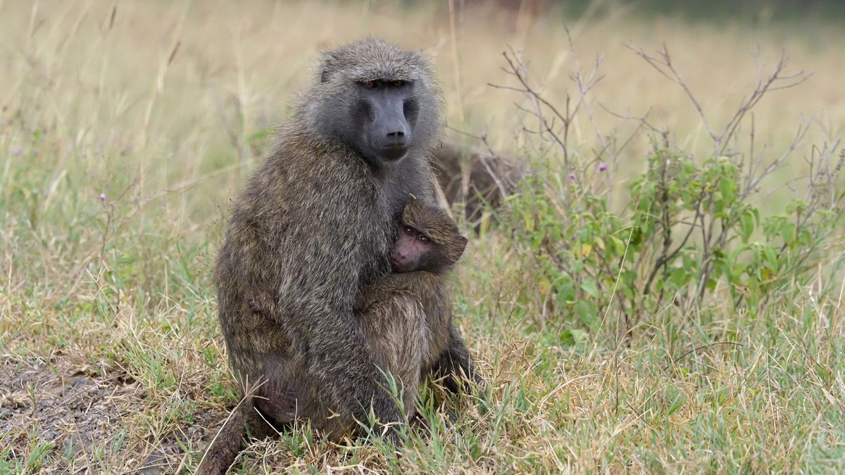 Outforia tweet media