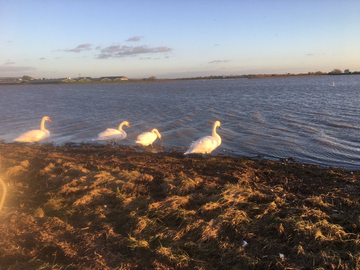 Over 4 weeks after the event there are still extensive floods to the east of Short Ferry with sincere sympathy to the farms affected. Birds, however, seen this past week have included 150 Whooper &amp; 80 Mute Swans. 500 Golden Plover, 200 Lapwing, 40 Dublin and 7 Redshank.
