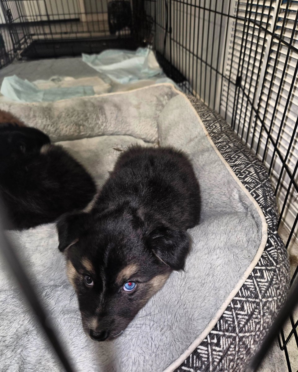 _NAtHixLOV3's tweet photo. POMSKY Puppy waiting to go to a good home! 😍 $600 soon to be 8 weeks, ready to leave the nest, female! I call her Penelope 🥹 https://t.co/MDe5Bw8rUA