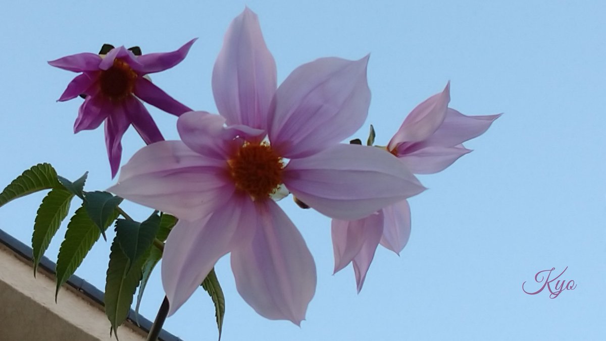 おはようございます😃✨

今日は行楽＆洗濯日和です🍁🏰

朝晩は寒いけれども昼間は
日差しがあります☀️(^-^)/

笑顔いっぱいの日曜日に
なりますように❣️🤗⤴️

#NoWar #StopWar
#PrayForPeace
#花写っと #お写ん歩 #霜月
#写真の奏でる私の世界