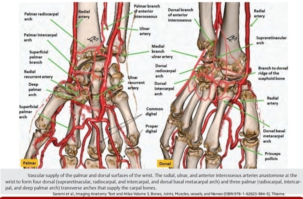 I really like this figure👍Do you know why? Because did NOT sacrifice the wrist arches for the sake of hand! Radial,ulnar, Anterior interosseous arteries anastomose at the wrist to form 4 dorsal & 3 palmar transverse arches that supply the carpal bones. You see 7 arches or so!