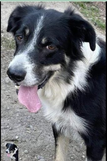colliesontherun's tweet photo. ❗WINNIE, #MISSING FROM SWANSEA ROAD AREA, #MERTHYR TYDFIL #CF48 WALES 🏴󠁧󠁢󠁷󠁬󠁳󠁿 
❗SINCE FRIDAY 17/11/23 
❗SPOOKED BY #FIREWORKS AND WILL BE NERVOUS, PLS CALL NUMBER WITH SIGHTINGS 
@RFCMerthyr @SWPMerthyr @MerthyrCBC @juliagarland73 @ruthwill64 @JacquiSaid @RachaelB100 @BitofDecorum https://t.co/SrQi8AMcCj
