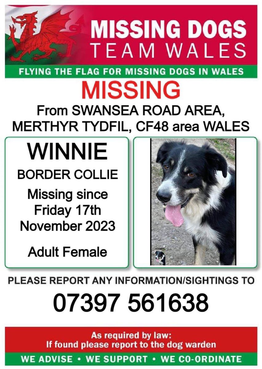 colliesontherun's tweet photo. ❗WINNIE, #MISSING FROM SWANSEA ROAD AREA, #MERTHYR TYDFIL #CF48 WALES 🏴󠁧󠁢󠁷󠁬󠁳󠁿 
❗SINCE FRIDAY 17/11/23 
❗SPOOKED BY #FIREWORKS AND WILL BE NERVOUS, PLS CALL NUMBER WITH SIGHTINGS 
@RFCMerthyr @SWPMerthyr @MerthyrCBC @juliagarland73 @ruthwill64 @JacquiSaid @RachaelB100 @BitofDecorum https://t.co/SrQi8AMcCj