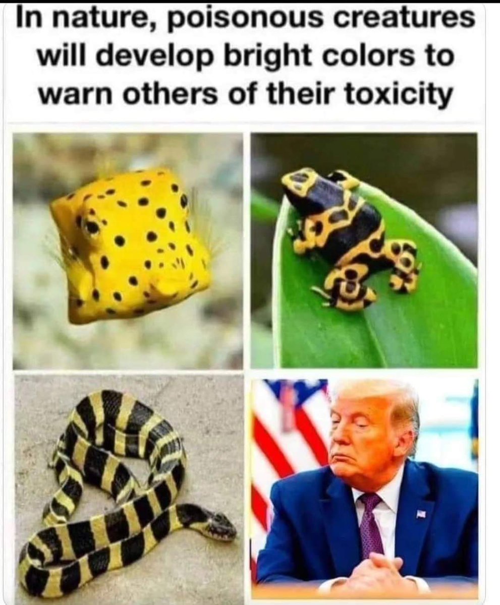 phillip_cousins's tweet photo. #trumpmemes #latinosfortrump #donaldtrumpjr #strumpfhosen #trumpmeme #trump2024 #trumphair #trumplife #trumptrain #contrabass #trompeta #maga #gelangkaki #vanessaanggel #stormiwebster #warrobots #magaking #donaldtrumptweets
#FRAGIB
#Strictly
#GERTUR
#SAMA29
#ZionistCensorship https://t.co/btvccqVoJ4