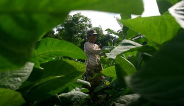 Jaga__NKRI's tweet photo. Sedari dulu petani selalu diposisikan sebagai kaum marjinal yg suaranya gak pernah diperhatikan dlm penyusunan peraturan &amp; kebijakan tersebut. Mohon kali ini nasib &amp; suara petani tembakau bisa didengarkan!! #DoaPetaniTembakau #PetaniDizolimiRPPKesehatan

@kementan
@DPR_RI 👇 https://t.co/VgnwchtqQy