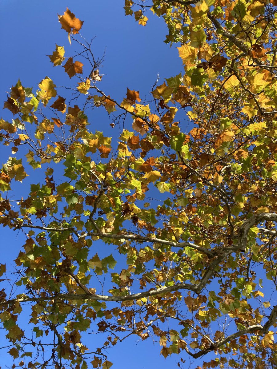 📸 Massachusetts 

A glimpse through the golden yellow and orange leaves. 💛🧡🍁🍂

#fall #fallvibes #photography