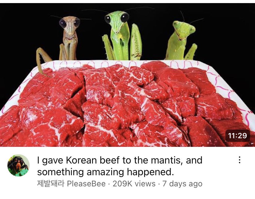 horse dentist tweet media