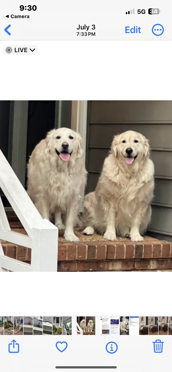 Abooth66's tweet photo. @KirkHerbstreit Our girls would love to have a play date. Goldens are the best https://t.co/dCnmeutOPV