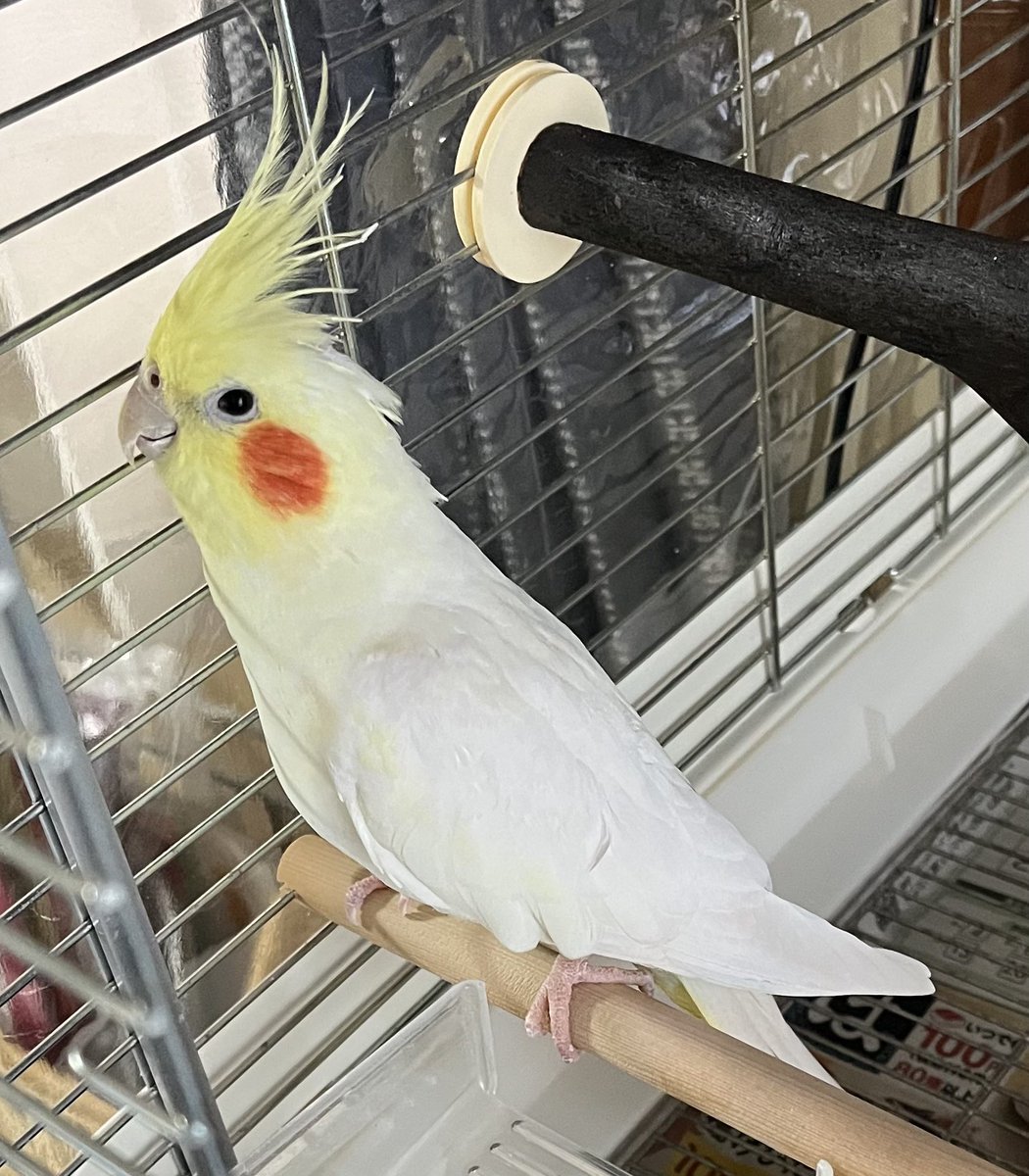 bn2rs's tweet photo. 実家のオカメインコが逃げ出してしまいました。
場所は札幌市手稲区西宮の沢です。
目撃等何か情報あればよろしくお願いします。
ルチノーのメスです。

#迷い鳥　#オカメインコ迷子　#迷子鳥 https://t.co/otS5aKi97B