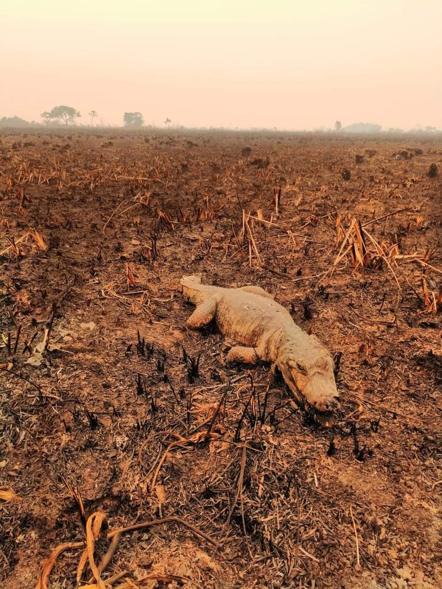 CapiLibertaria's tweet photo. De las casi 3 millones de hectáreas quemadas en Bolivia hasta ahora, 935.000 son bosques... Millones de especies mueren todos los días pero para el gobierno central no hay ni desastre nacional ni necesidad de auxilio internacional... #SOSBO #Bolivia #IncendiosForestales https://t.co/EhENV1y1kN