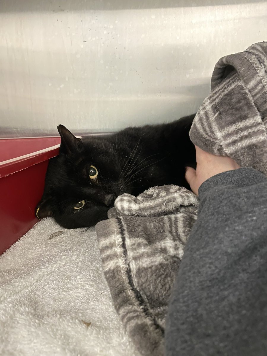 🚨 BAY AREA, CA 🚨
meet MR. BIGGIE P. BISCUITS 🖤
this handsome man was trapped by someone else for TNR but ended up having terrible painful teeth. His mouth has been fixed up and he's the sweetest boy ever. I have a few weeks to find him a home before he's put back outside :(
