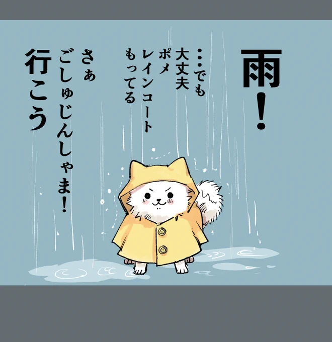 雨でも散歩のモチベを失わないポメ🐶