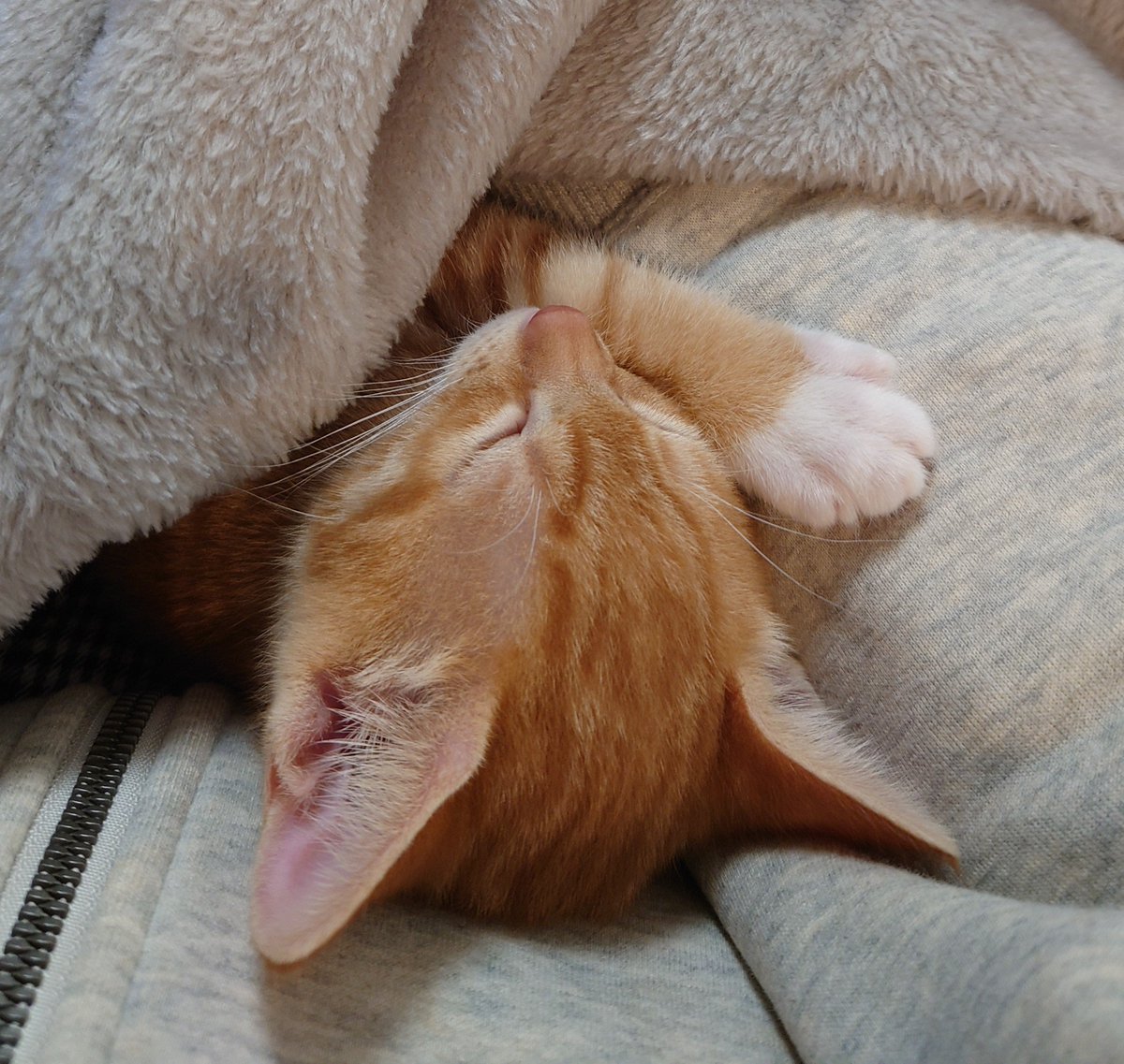 vui_gahaku's tweet photo. お腹の上で寝てくるの可愛い。
生まれた時からずっと一緒だった兄弟猫と離れ離れになり寂しがらないかと思ったけど、夜泣きもせず人間が心配するより全然大丈夫だった。（ケージから出せーと騒いではいたけど） https://t.co/gSvS8Whuwp