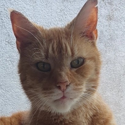 RachelDex's tweet photo. Had to say goodbye to this little stinker this evening 💔 There will never be another cat like him. My boy Dexter. Love you Stinky ❤️ https://t.co/1ch7gpM3Uo