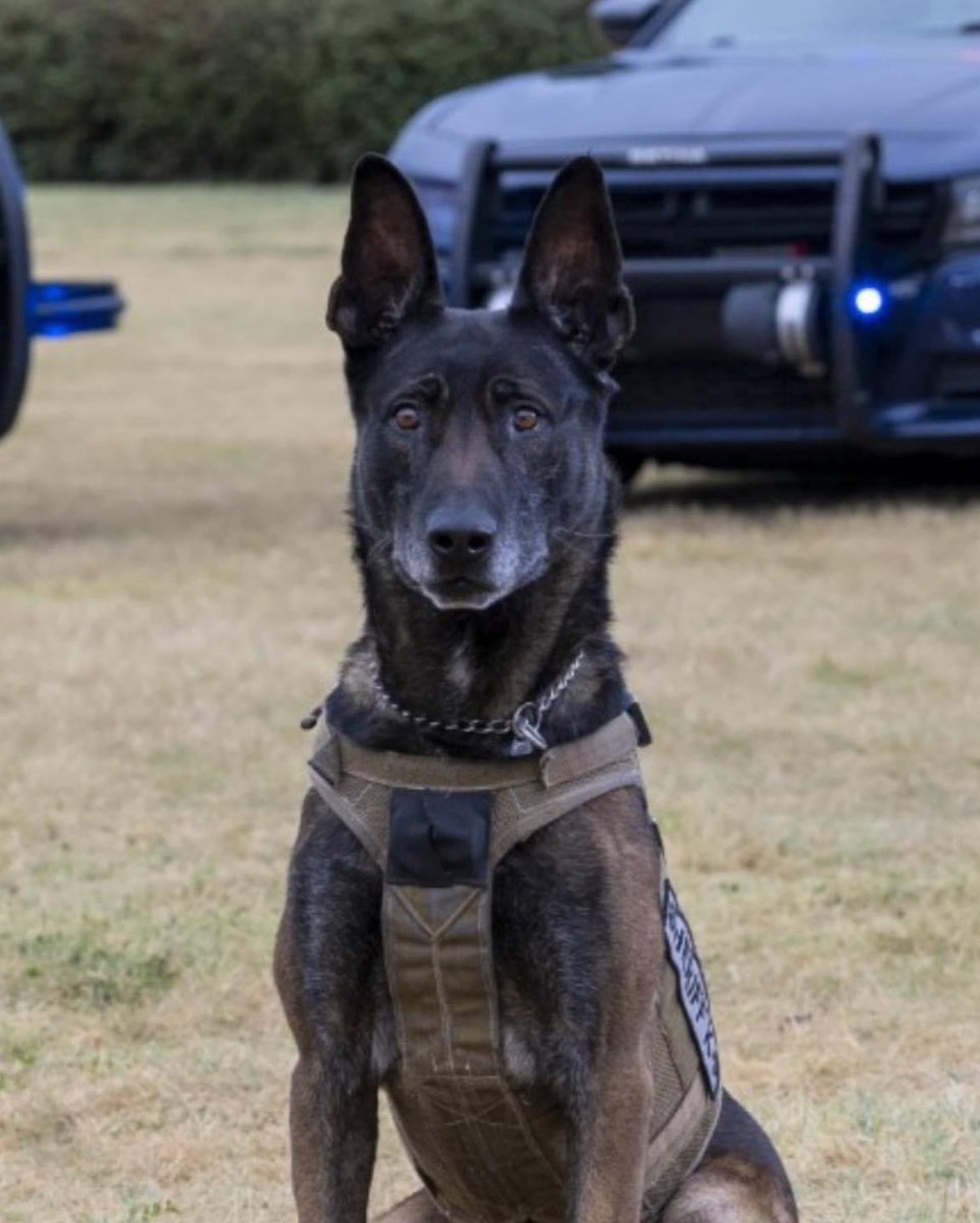 😢😢😢 Sad News Out Of Kansas Sending out thoughts and prayers. Rest In Peace K9 Bane, EOW Nov. 16, 2023. Sadly, Bane was strangled while trying to apprehend a robbery suspect. Despite 40 minutes of resuscitation attempts, K9 Bane was unable to be revived. He was 9 years old.