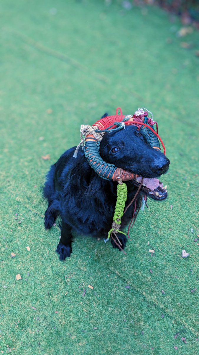 DOG BURROW OINU (@OinutheDog) / Posts / X