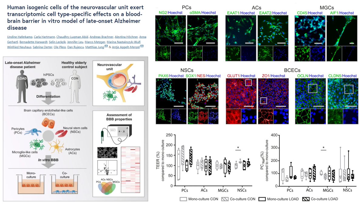 HaoYin20's tweet photo. Isogenic #hiPSC-#BloodBrainBarrier
Interesting bulk RNAseq on
🧠Capillary #EndothelialCell monoculture vs
Co-culture
1️⃣#Pericyte
2️⃣#NeuralStemCell
3️⃣#Astrocyte
4️⃣Microglia-like
APOE4
Why co-culture has min. effect on barriers?
#FluidsBarriersCNS 2023
https://t.co/ptdEFJgMqU https://t.co/3zSlcIa6S2