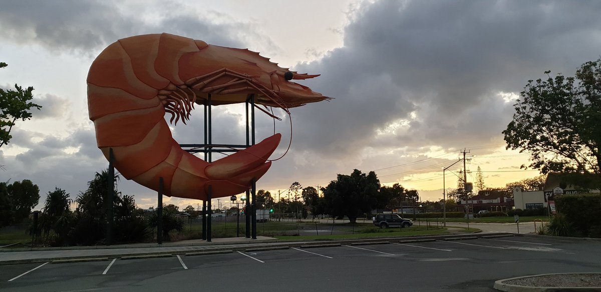 Nagur Cherukuru (@nagurcherukuru) on Twitter photo Came across this gaint prawn in #Ballina, NSW, Australia. :-) Came across this gaint prawn in #Ballina, NSW, Australia. :-)
