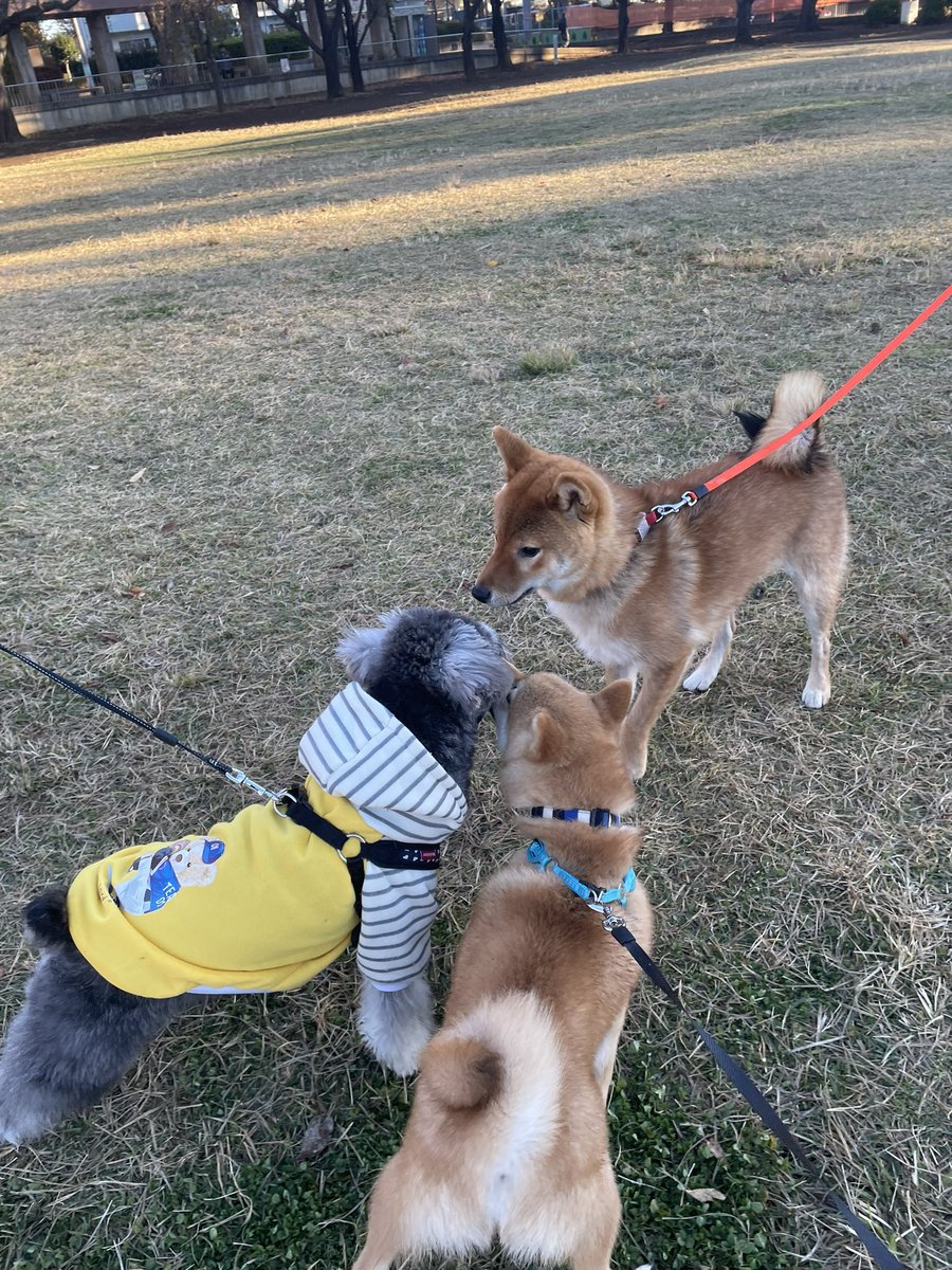 masayuri2's tweet photo. 朝散歩🐕公園でボール遊び⚾️
お友達とも遊びました🥰
#豆柴 #柴犬 #柴犬のいる暮らし #犬好きさんとつながりたい https://t.co/tce7OCKBRO