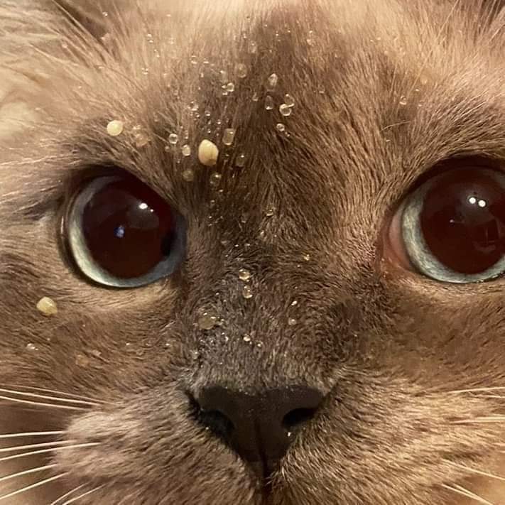 Cuando descubres que alguien le mordió al postre ....y tienes ligeras ...muy ligeras sospechas de quién fue...