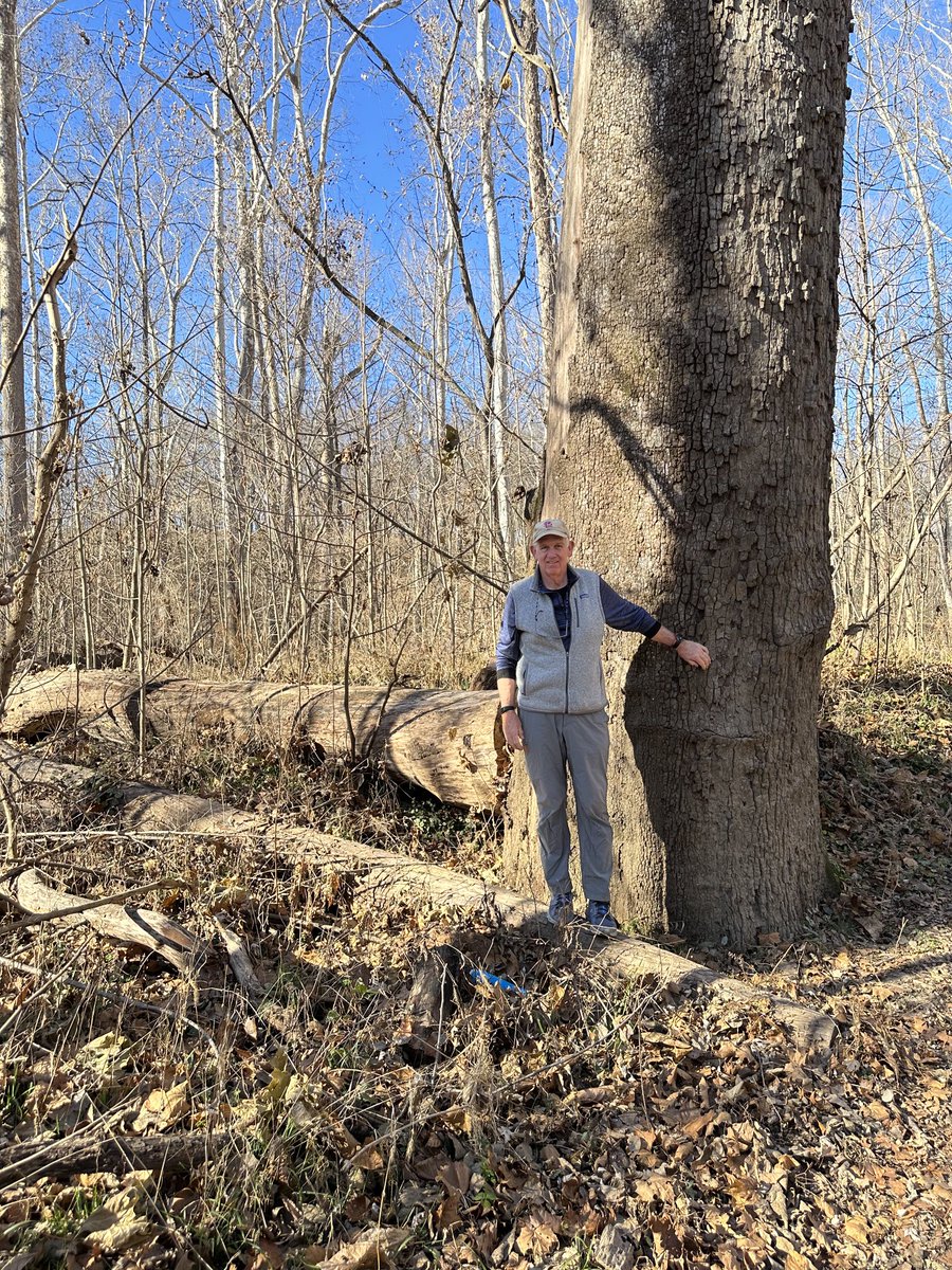 Hiking today at Shaw Nature Reserve by Meramec River. Stopped to see this huge tree that seems like a very old friend.