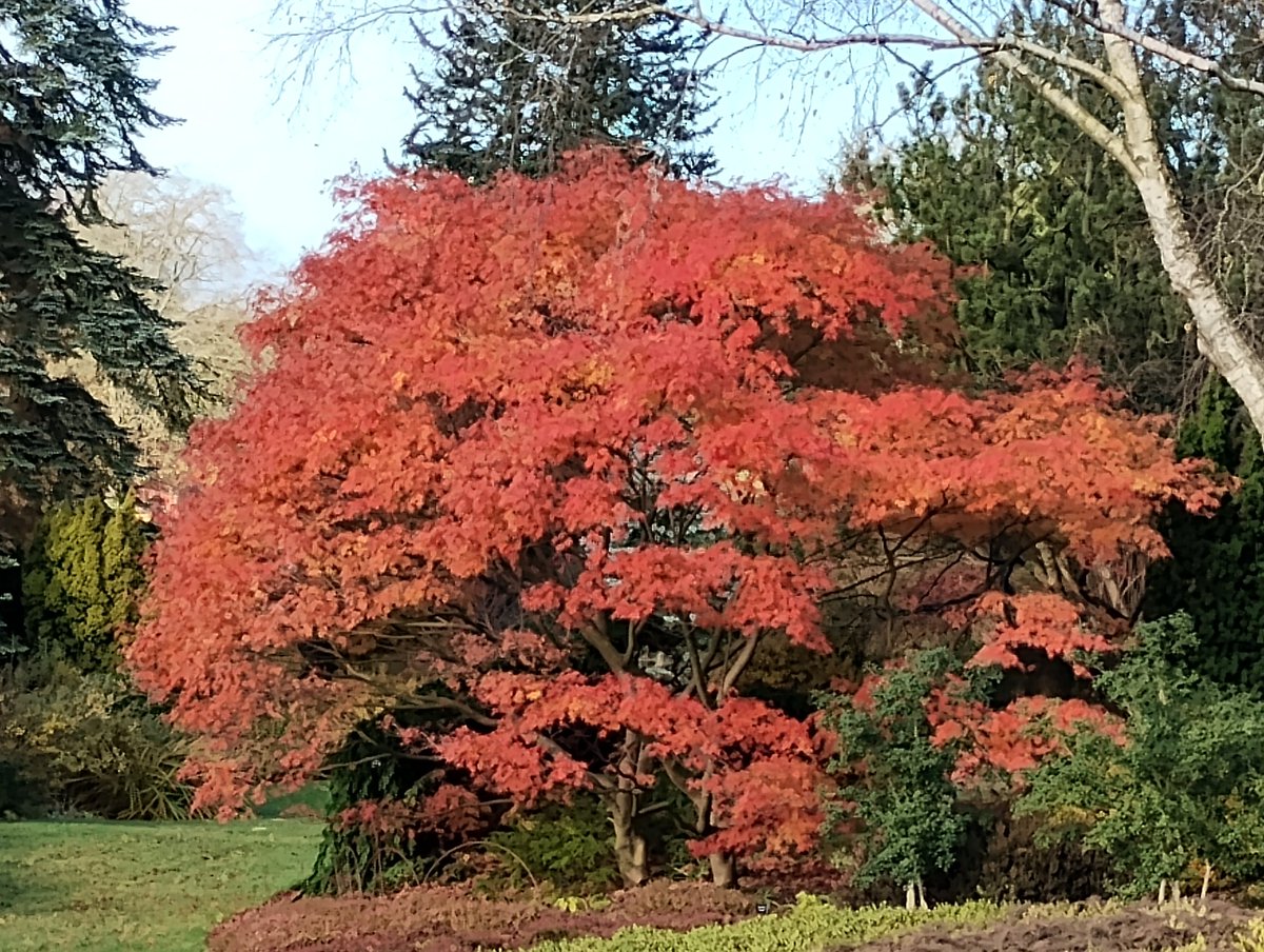 Striking a pose
red as a rose
Autumn.
#HaikuSaturday #amwriting #poetry #RHSHarlowCarr