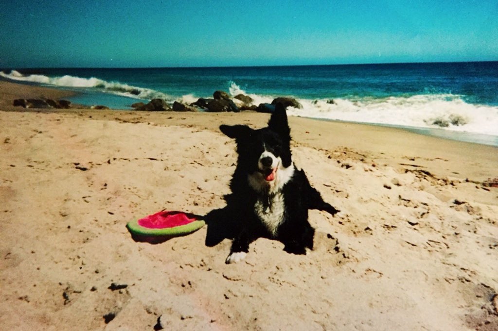 kstewskisAZ's tweet photo. 25 Nov 1993 - 18 Nov 2009 #RainbowBridge ๐๐พ๐#RIPMaggee #bordercollie https://t.co/UFc8vs7tnz