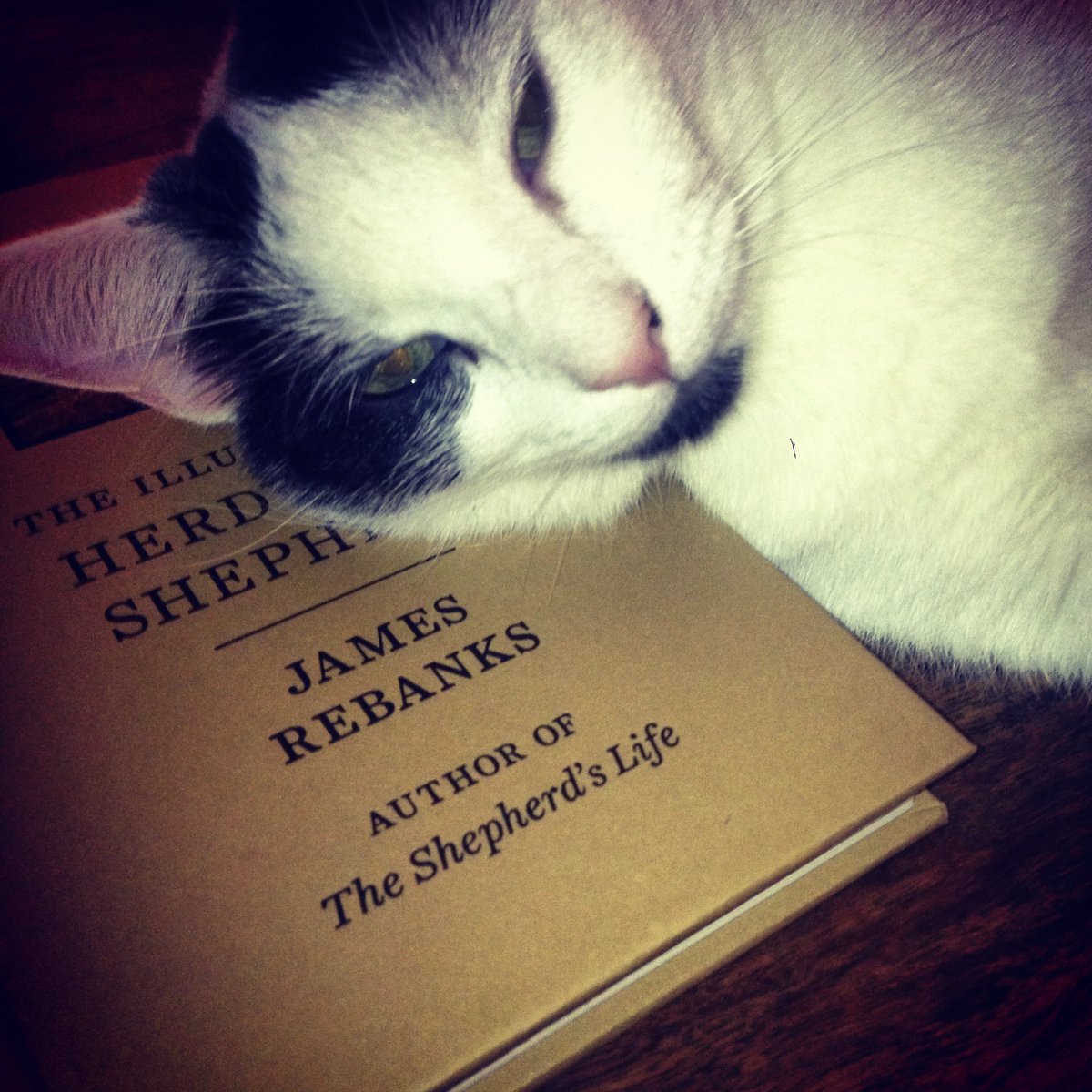 barrydrink's tweet photo. @CatWorkers https://t.co/Apm2peene5