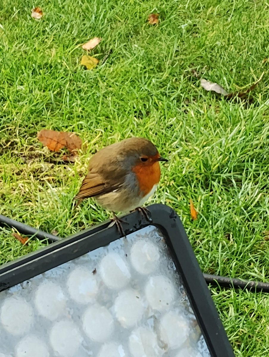 Robin red breast
leave the rest
Autumn.
#HaikuSaturday #amwriting #poetry #RHSHarlowCarr