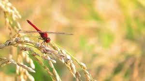 Lisa (@ball_asksybwhww) on Twitter photo 