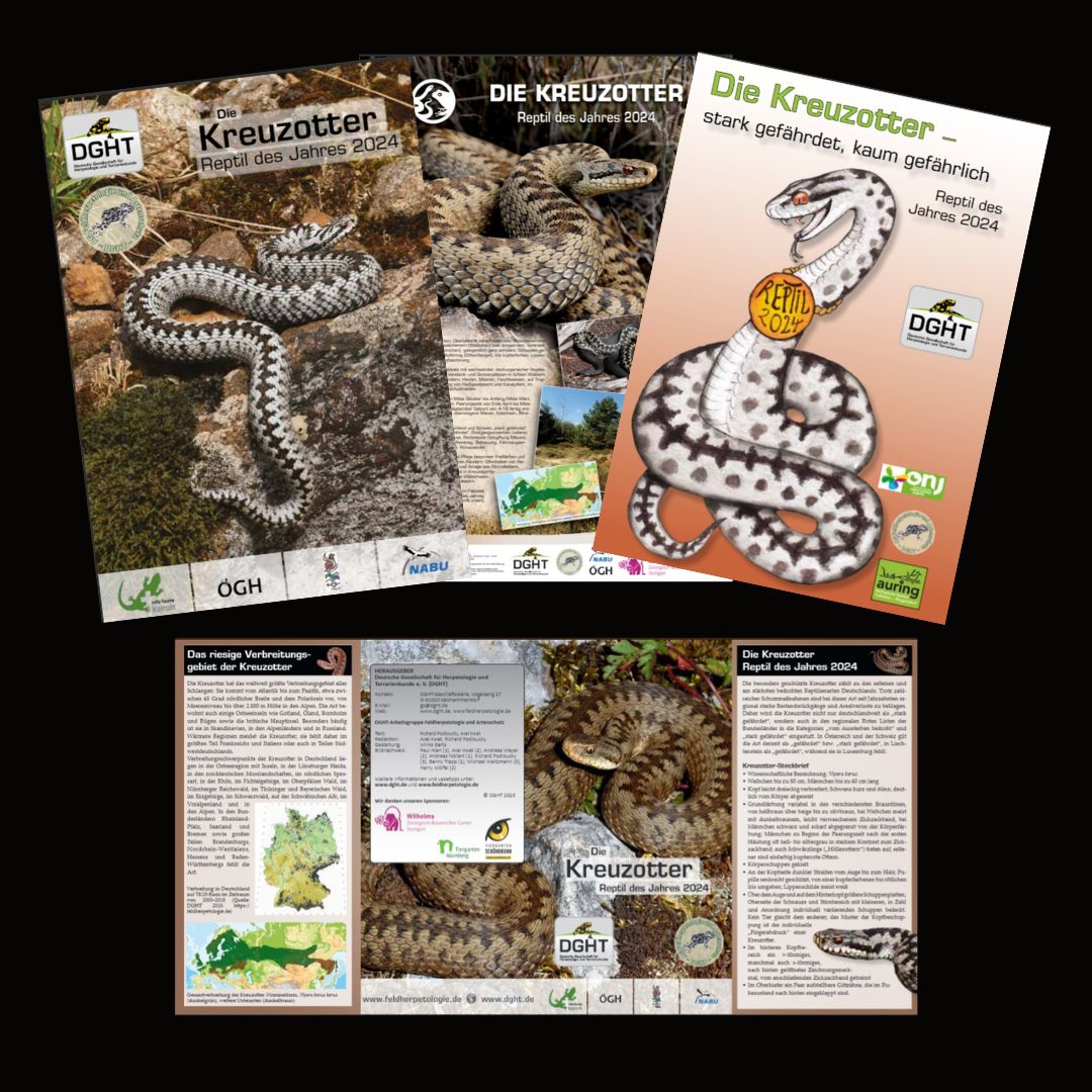 Eine ausführliche Informationsbroschüre (40 Seiten), einen Flyer, ein Poster und eine Kinderbroschüre zum Reptil des Jahres 2024 erhalten Sie zum Download unter dght.de/startseite/nat….