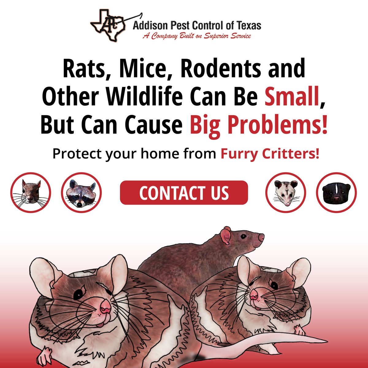 AddisonPest's tweet image. When the weather gets colder, little critters can nest inside your home or business that provide them warm food and shelter. They may look cute and cuddly, but can contaminate food and damage property. Call us for any pest exterminating needs! #northtexas #wildlife #rats #pests