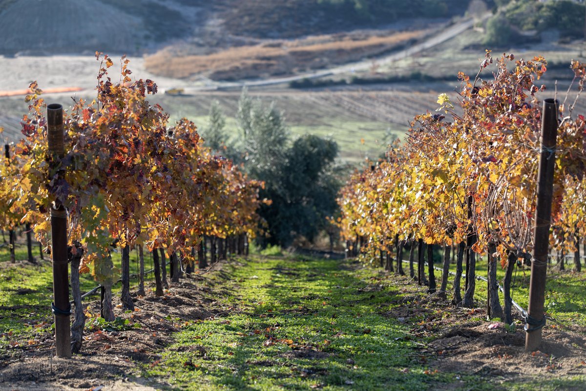 Embracing the Fall transformation in our vineyard, as the leaves change their hues, our vines gracefully shift, weaving a stunning tapestry of Fall beauty. Join us in savoring this magical season of change.

#avensolewinery #visittemecula #liveglassfull
